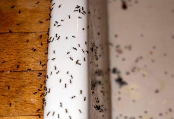 Best Exterminator Services  in Naranja, FL